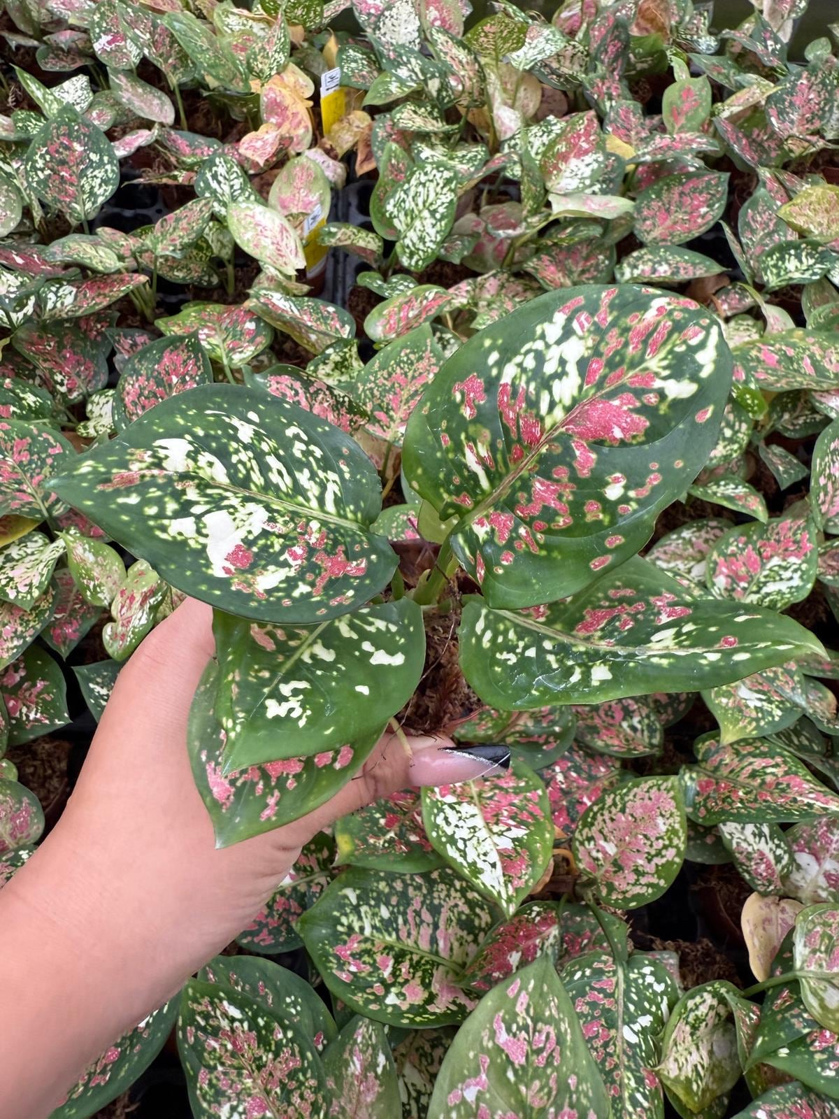 Live Aglaonema Anyamanee Tricolor – Colorful Chinese Evergreen | Indoor Plant